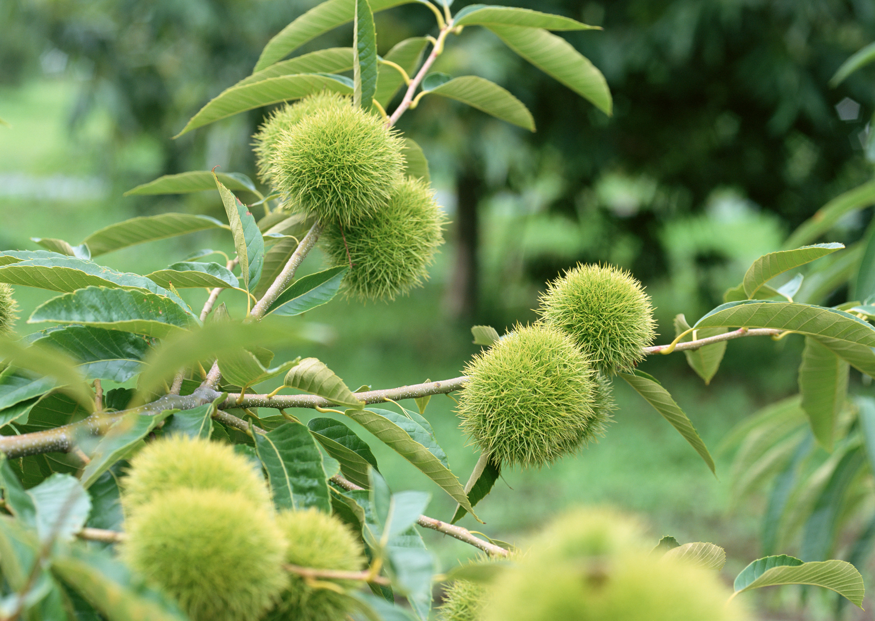 壁纸,高清,宽屏,盛夏的果实,板栗
