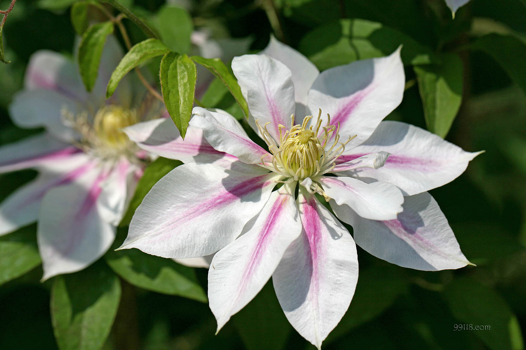 壁纸,高清,宽屏,铁线莲,花卉