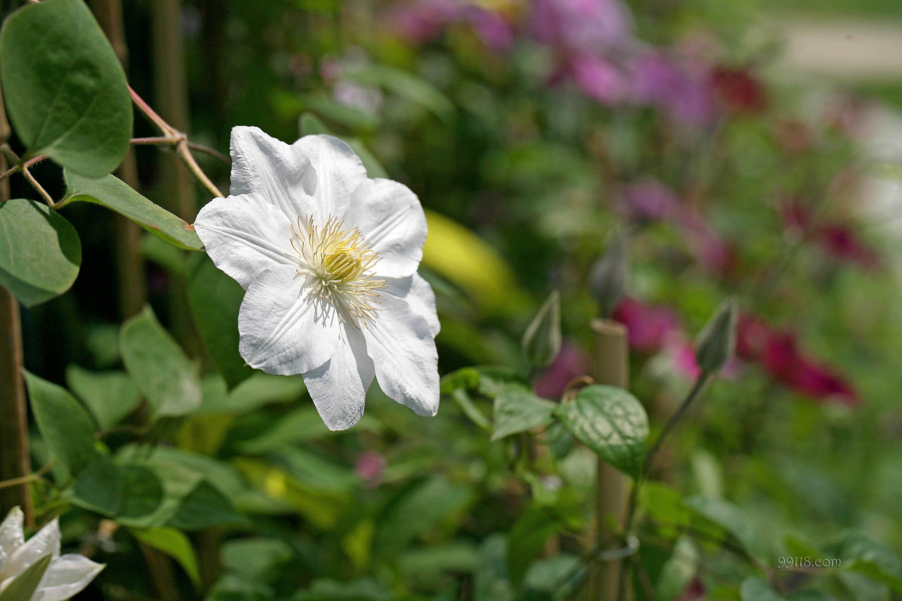 壁纸,高清,宽屏,铁线莲,花卉