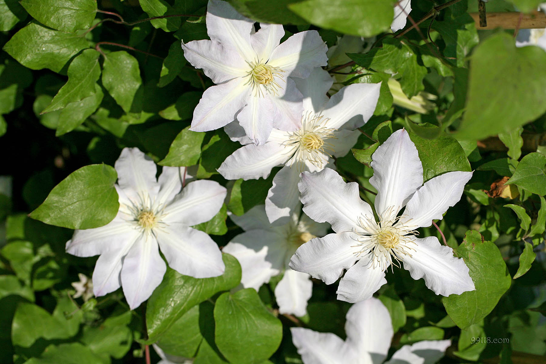 壁纸,高清,宽屏,铁线莲,花卉
