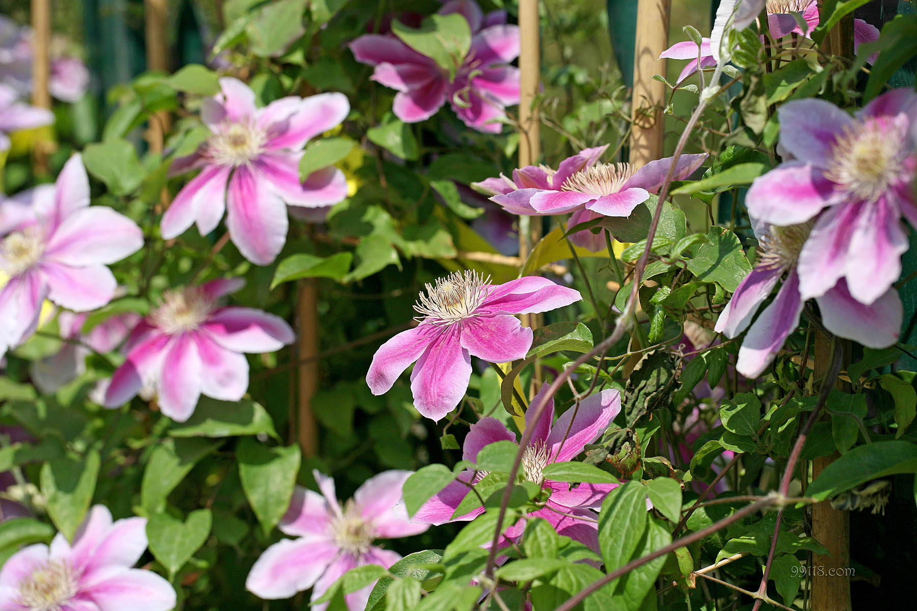 壁纸,高清,宽屏,铁线莲,花卉