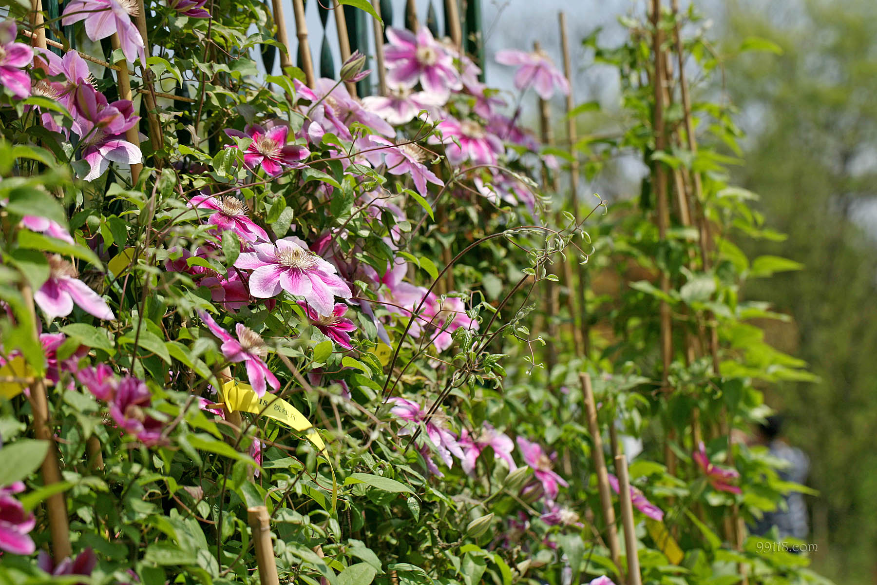 壁纸,高清,宽屏,铁线莲,花卉