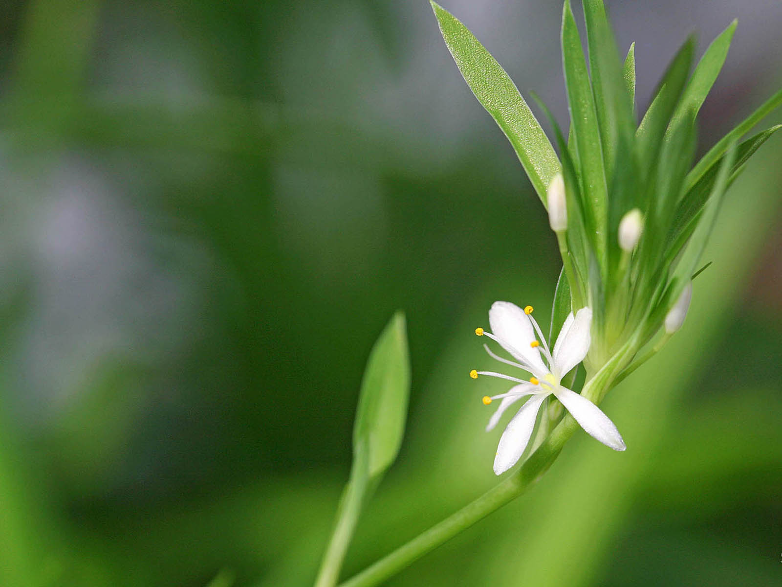 壁纸,高清,宽屏,植物,花卉,吊兰壁纸