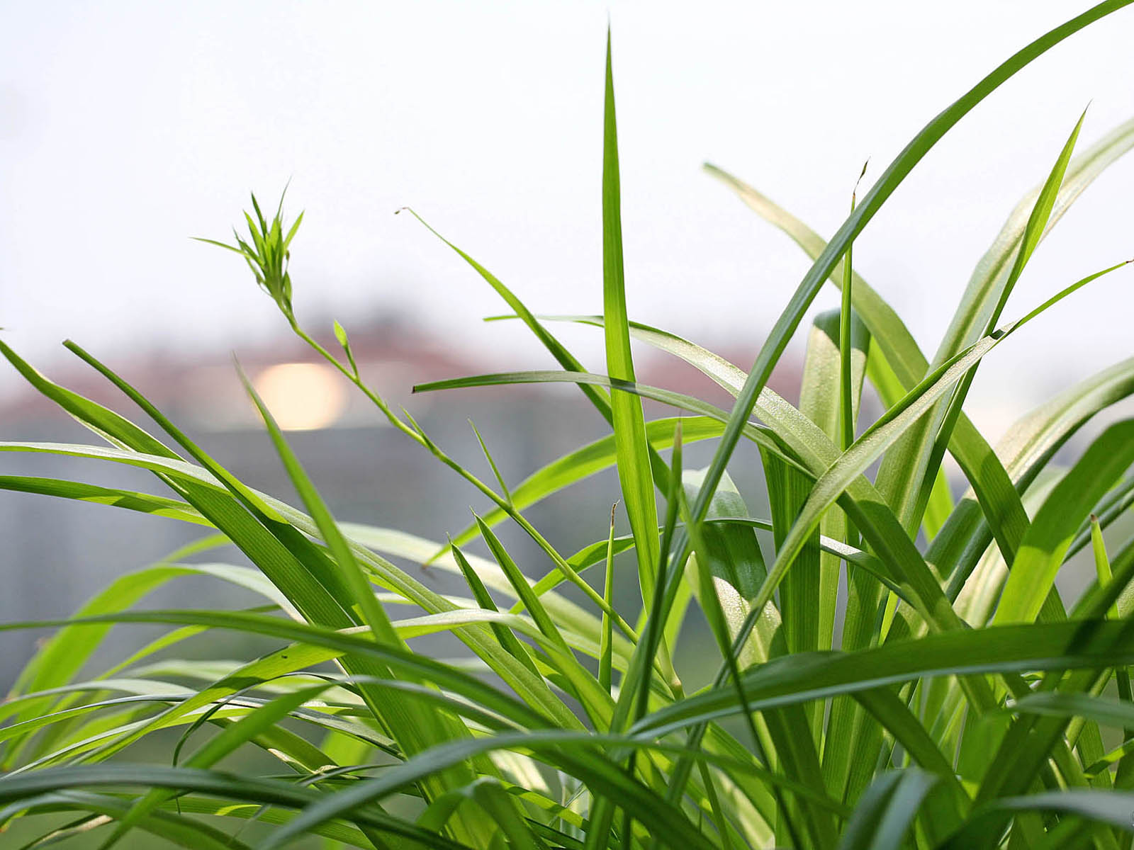 壁纸,高清,宽屏,植物,花卉,吊兰壁纸