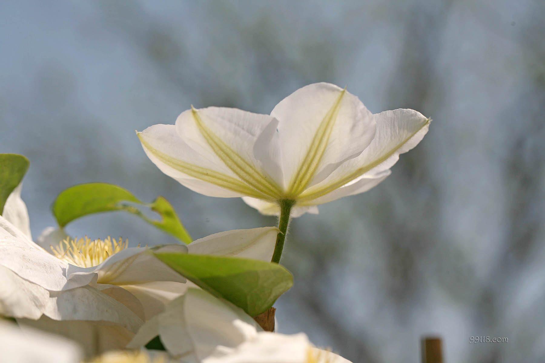 壁纸,高清,宽屏,铁线莲,花卉