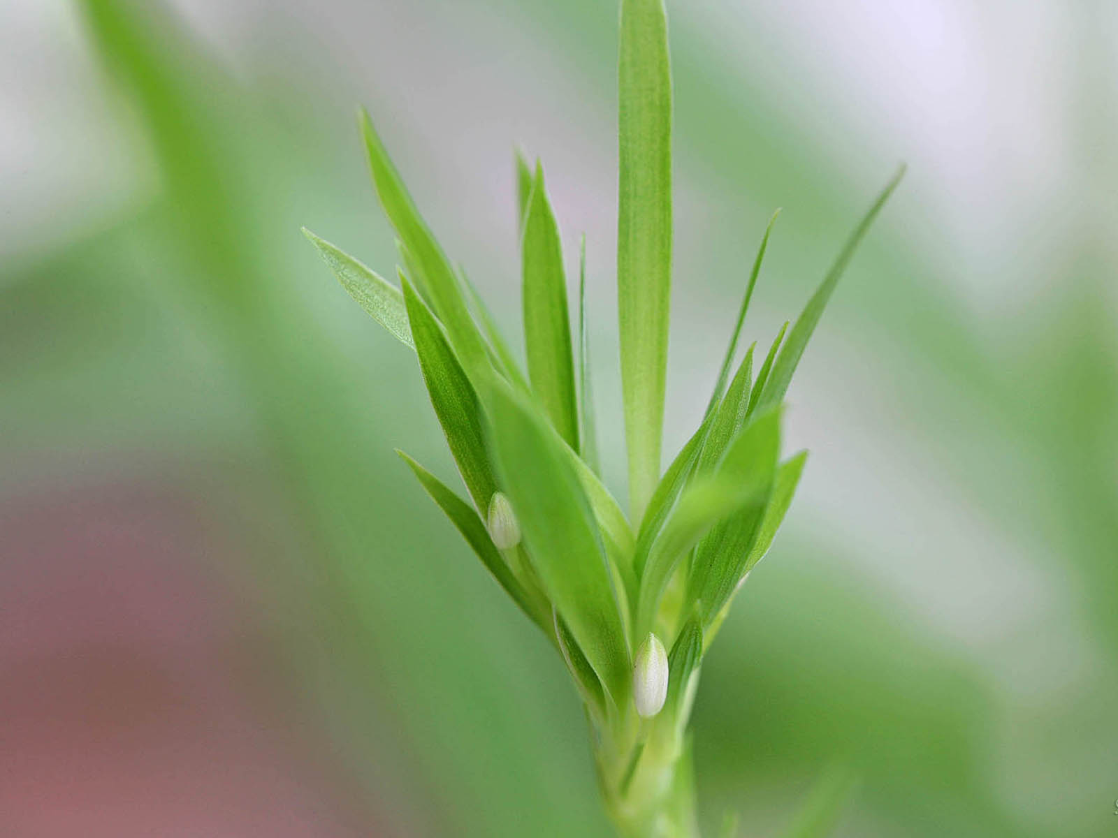 壁纸,高清,宽屏,植物,花卉,吊兰壁纸
