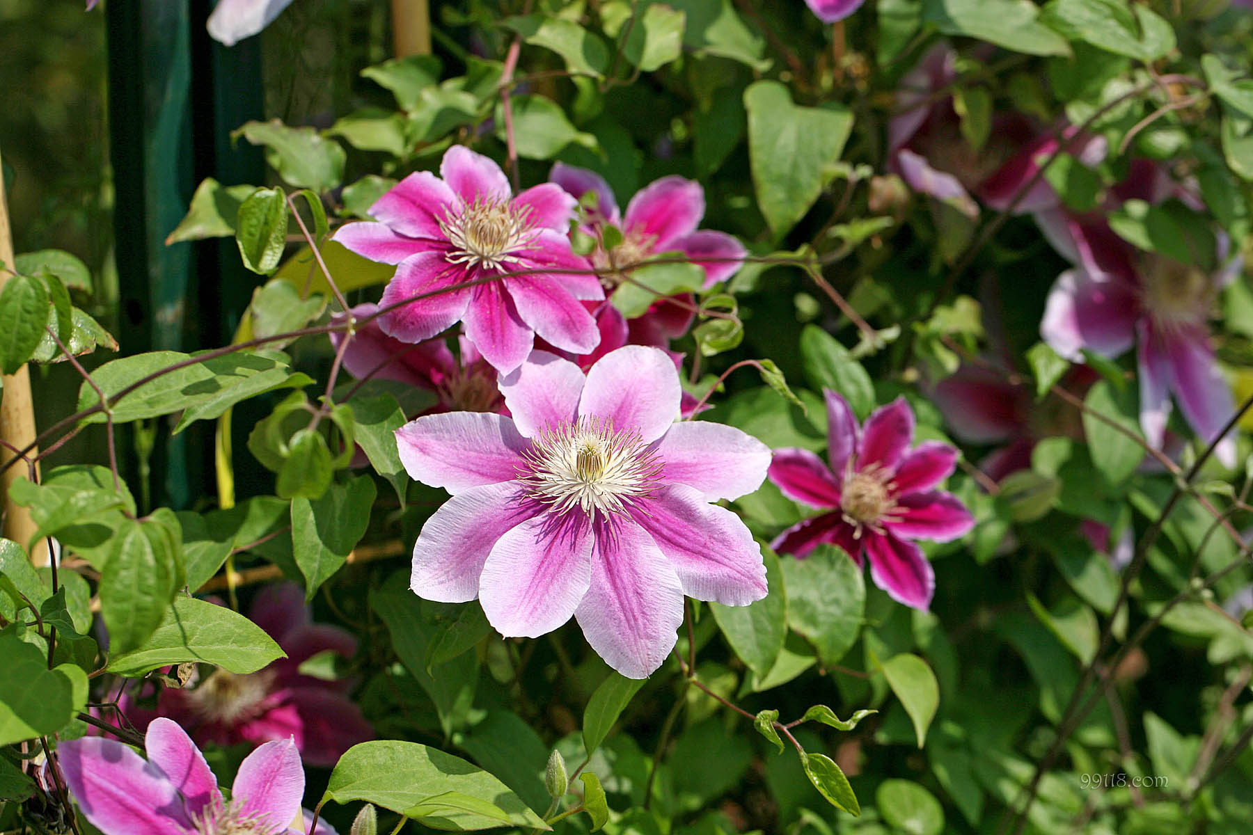 壁纸,高清,宽屏,铁线莲,花卉