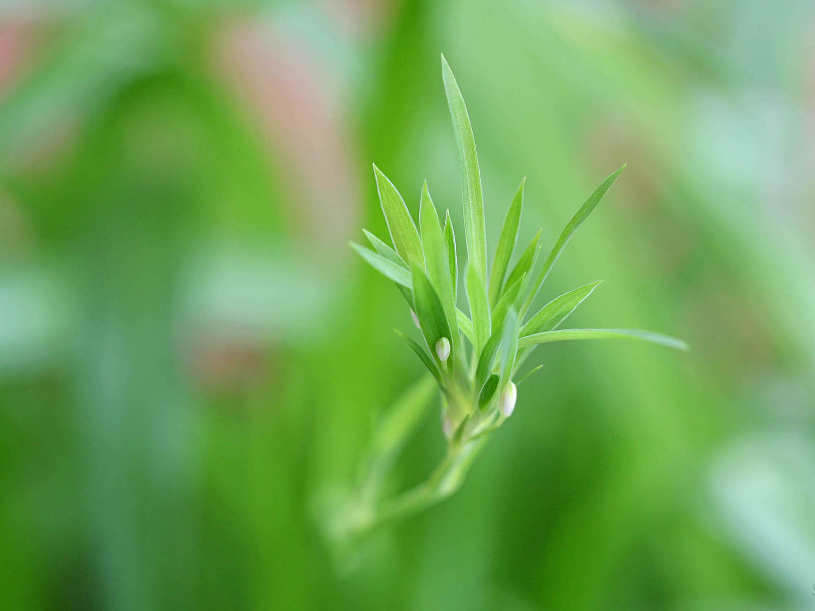壁纸,高清,宽屏,植物,花卉,吊兰壁纸