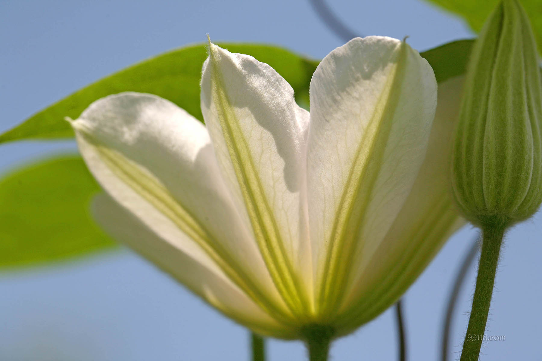 壁纸,高清,宽屏,铁线莲,花卉
