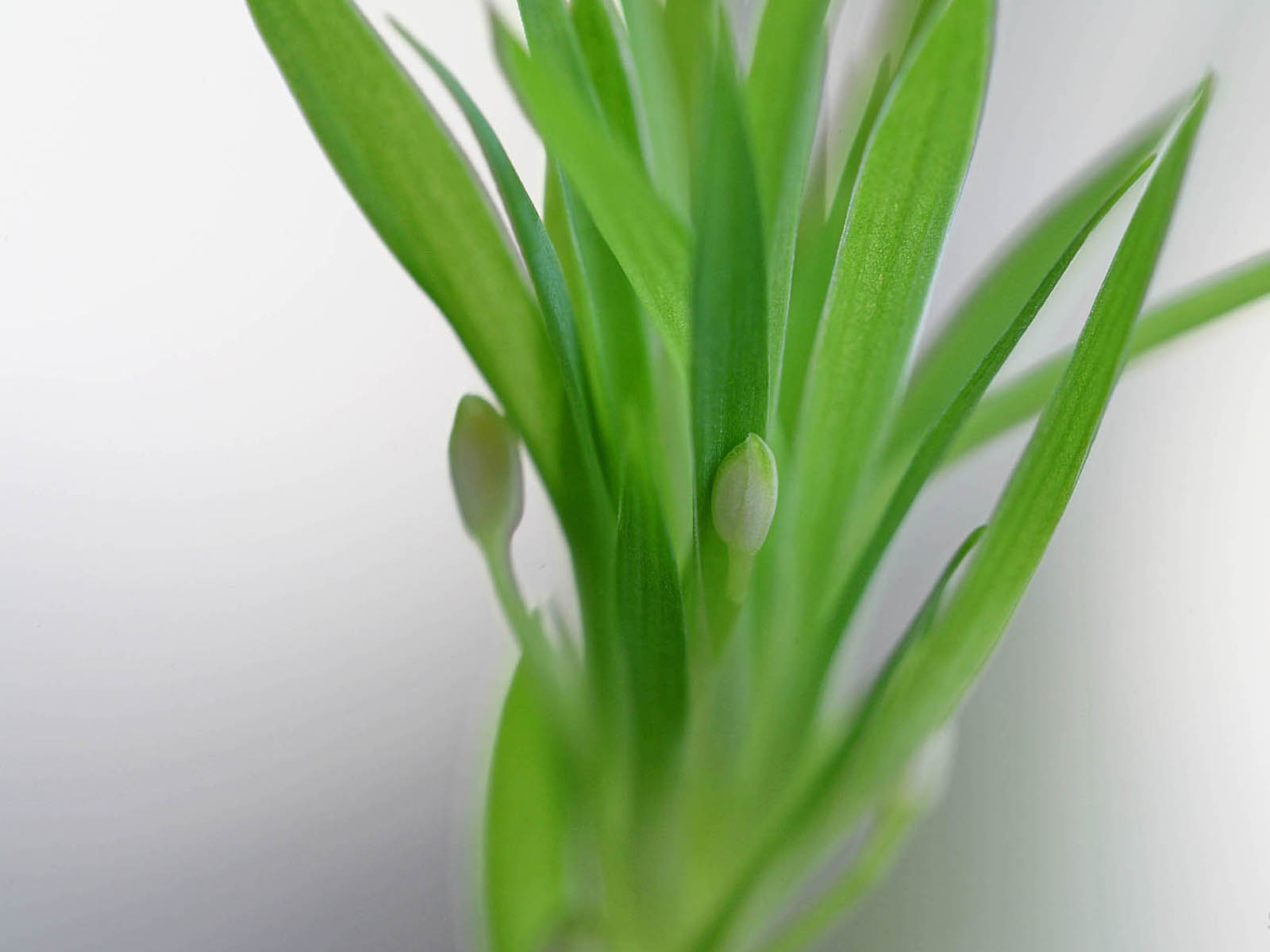 壁纸,高清,宽屏,植物,花卉,吊兰壁纸
