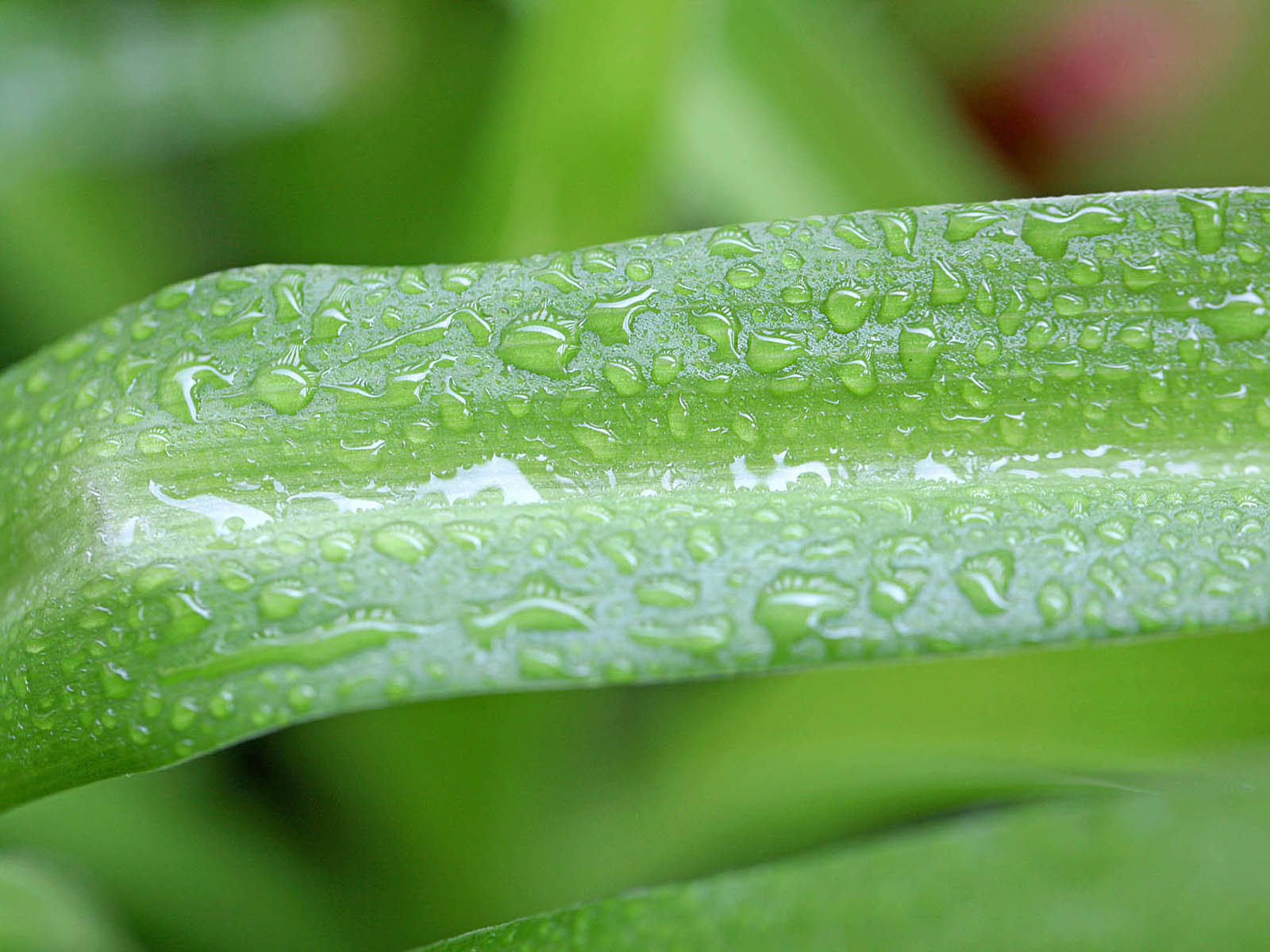 壁纸,高清,宽屏,植物,花卉,吊兰壁纸