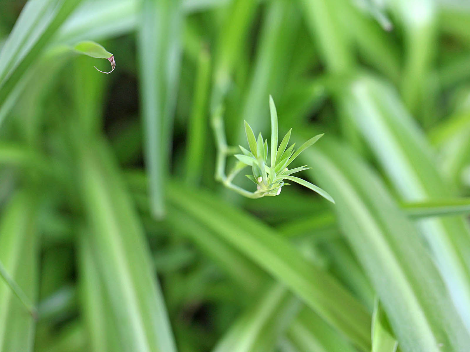 壁纸,高清,宽屏,植物,花卉,吊兰壁纸