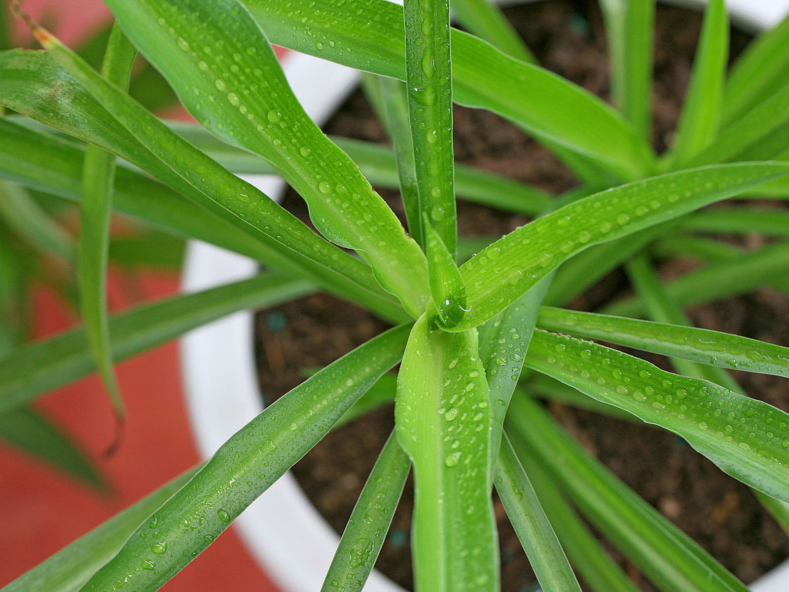 壁纸,高清,宽屏,植物,花卉,吊兰壁纸