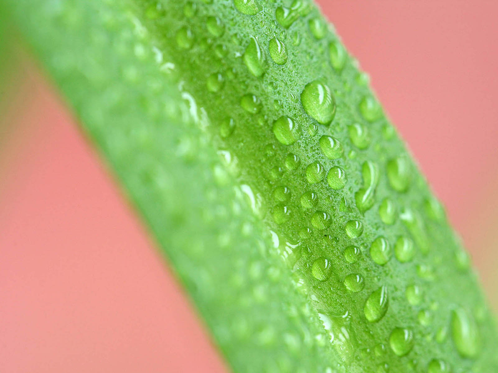 壁纸,高清,宽屏,植物,花卉,吊兰壁纸