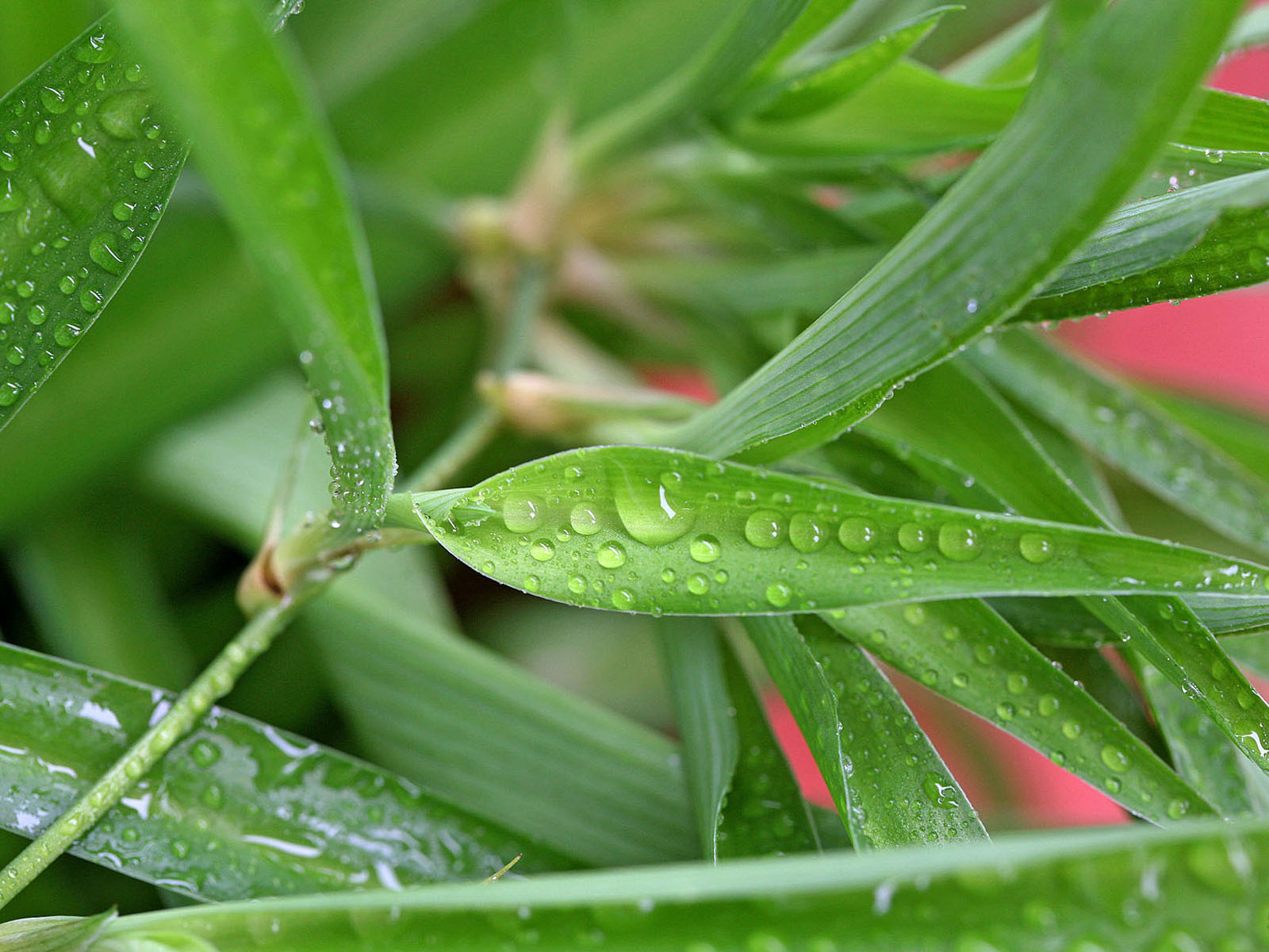 壁纸,高清,宽屏,植物,花卉,吊兰壁纸