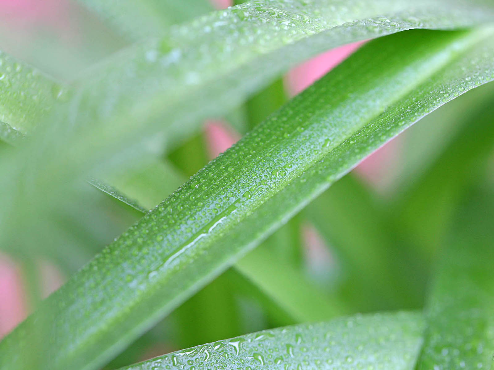 壁纸,高清,宽屏,植物,花卉,吊兰壁纸