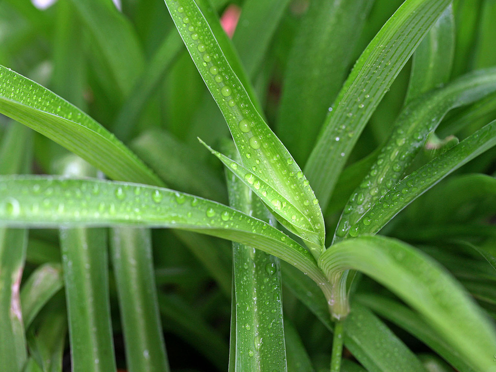 壁纸,高清,宽屏,植物,花卉,吊兰壁纸