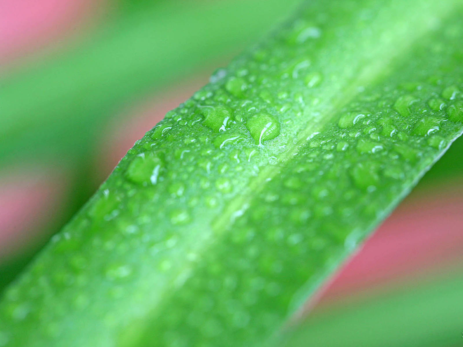 壁纸,高清,宽屏,植物,花卉,吊兰壁纸