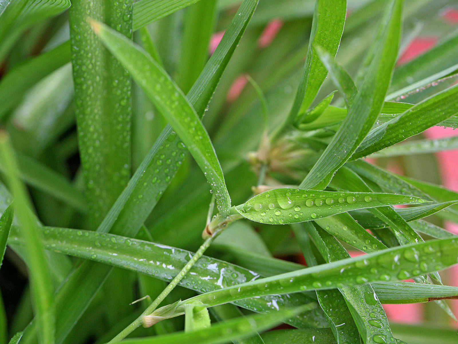 壁纸,高清,宽屏,植物,花卉,吊兰壁纸