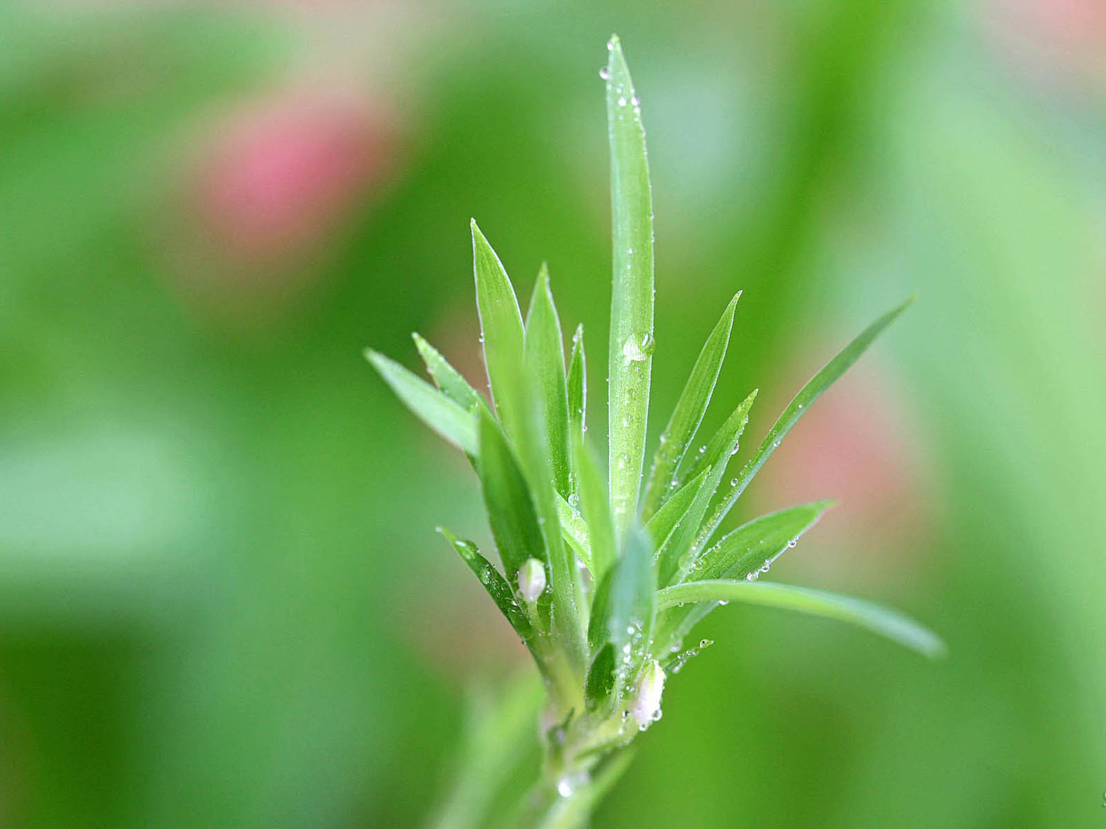 壁纸,高清,宽屏,植物,花卉,吊兰壁纸
