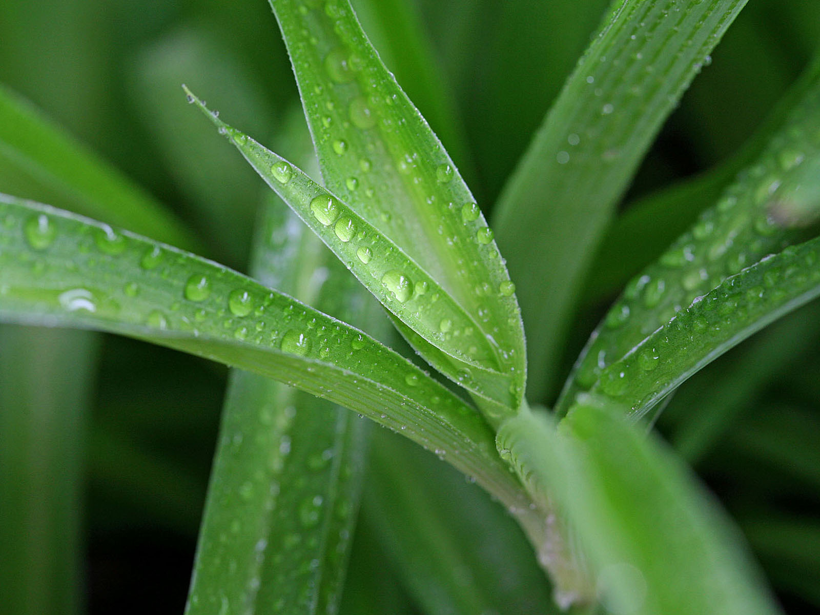 壁纸,高清,宽屏,植物,花卉,吊兰壁纸