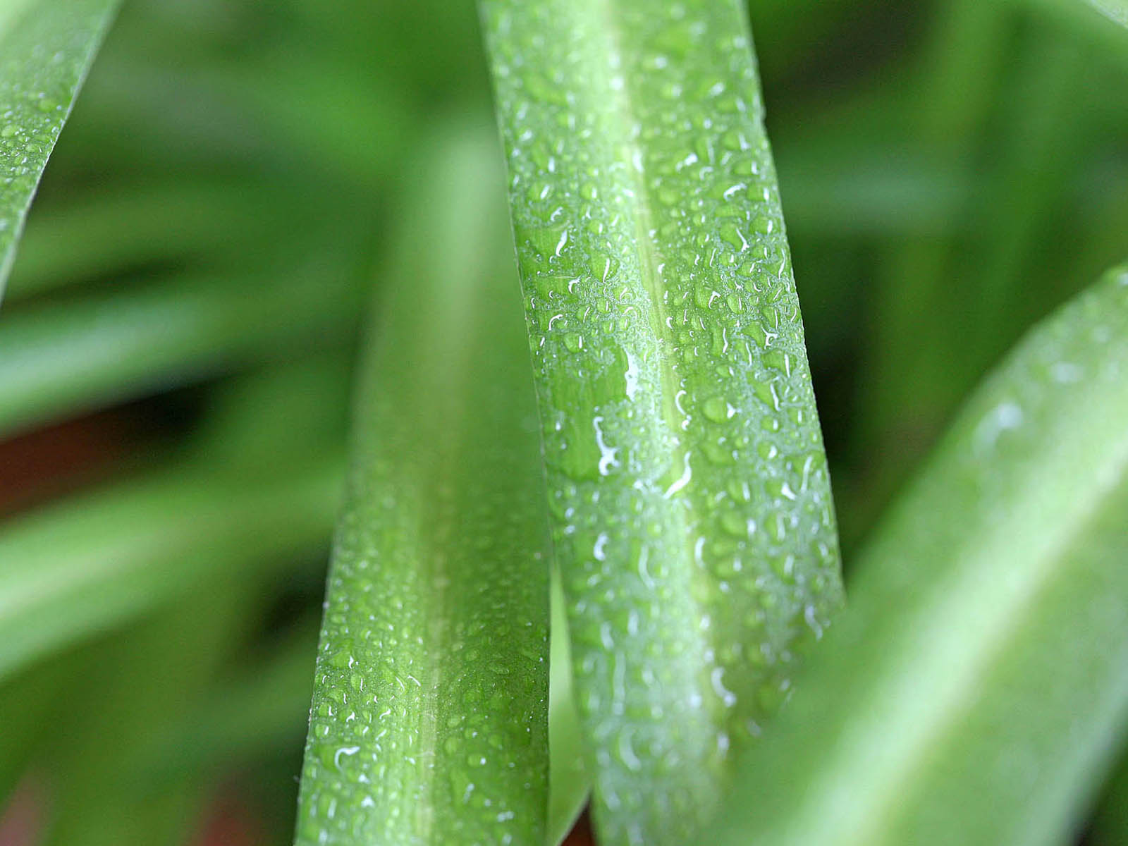壁纸,高清,宽屏,植物,花卉,吊兰壁纸