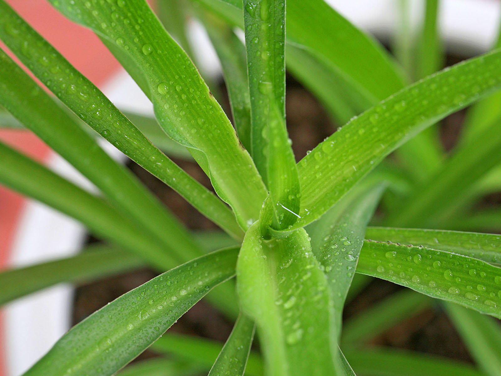 壁纸,高清,宽屏,植物,花卉,吊兰壁纸