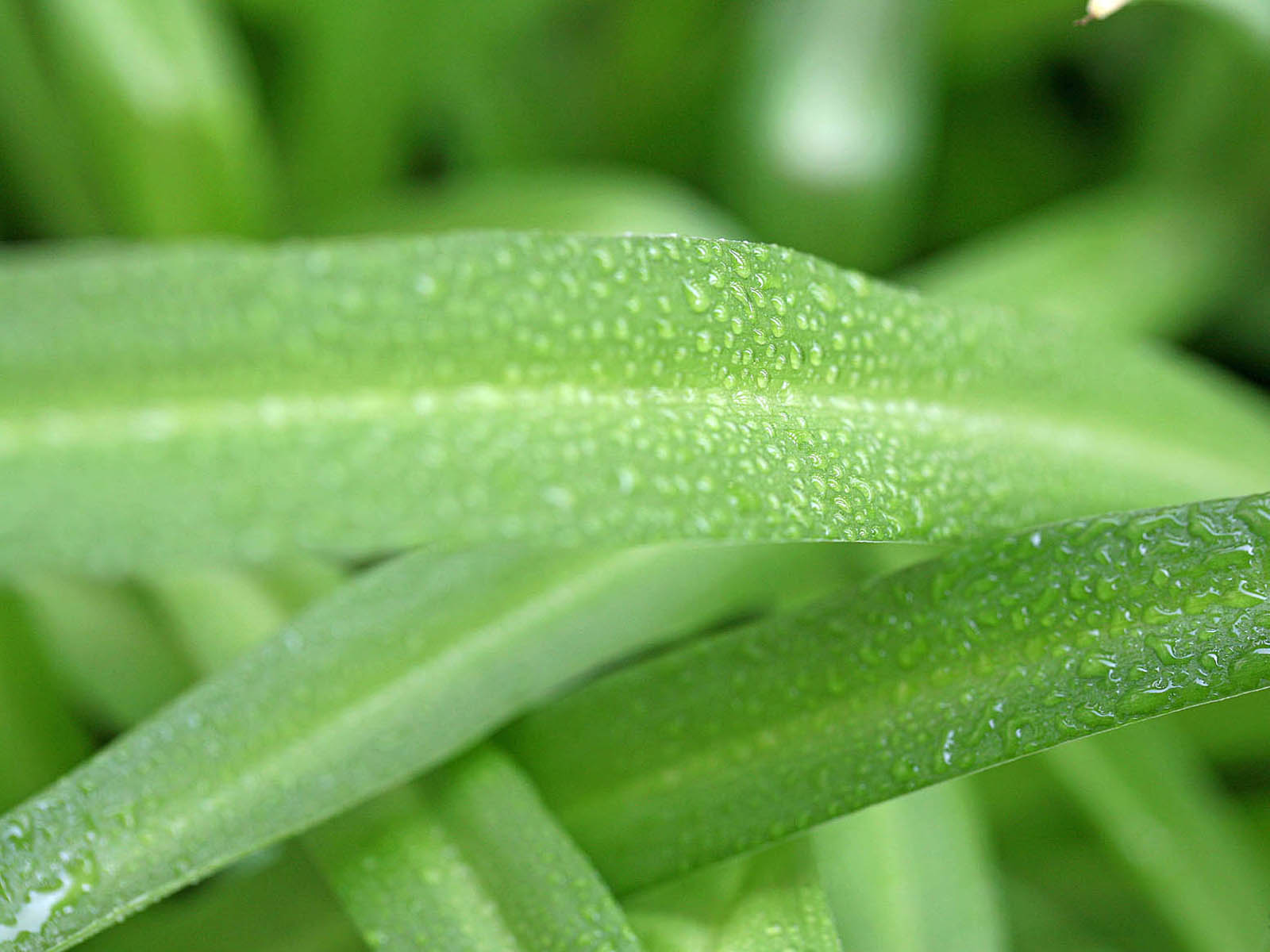 壁纸,高清,宽屏,植物,花卉,吊兰壁纸