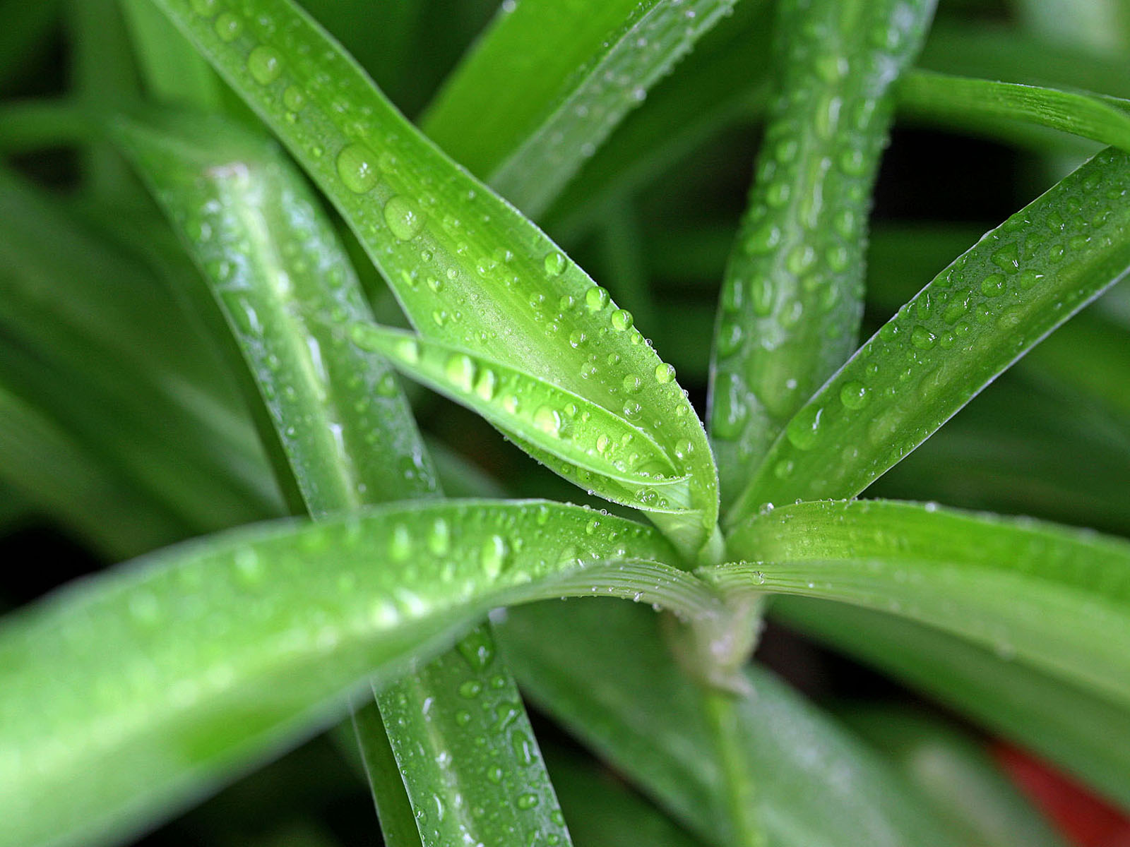 壁纸,高清,宽屏,植物,花卉,吊兰壁纸