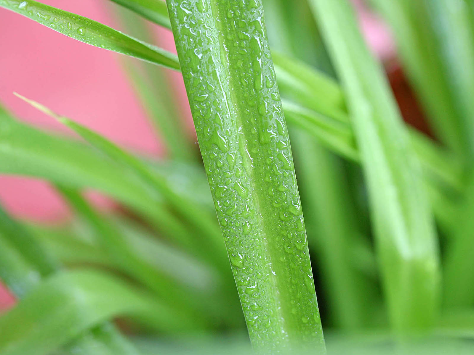 壁纸,高清,宽屏,植物,花卉,吊兰壁纸