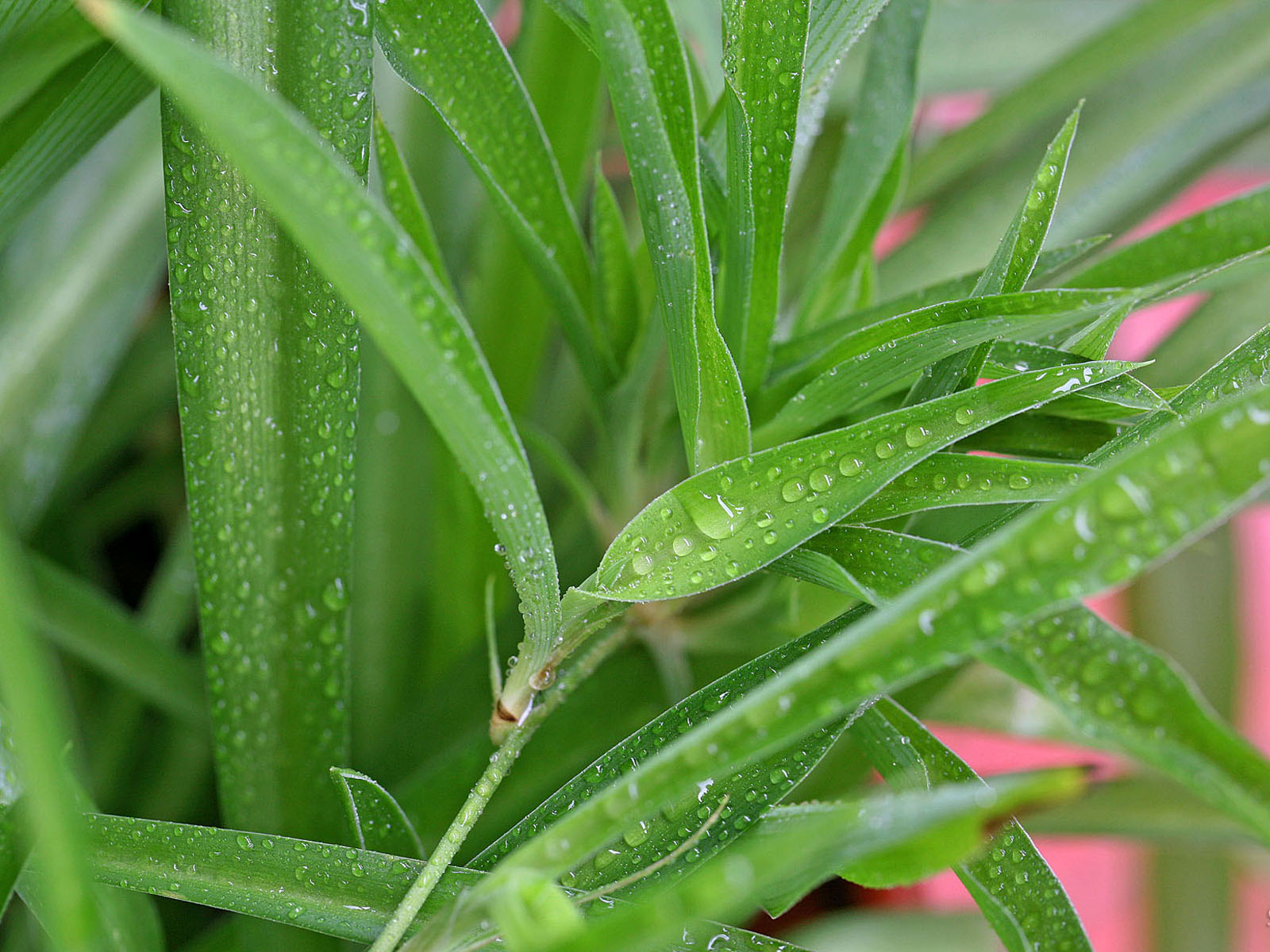壁纸,高清,宽屏,植物,花卉,吊兰壁纸