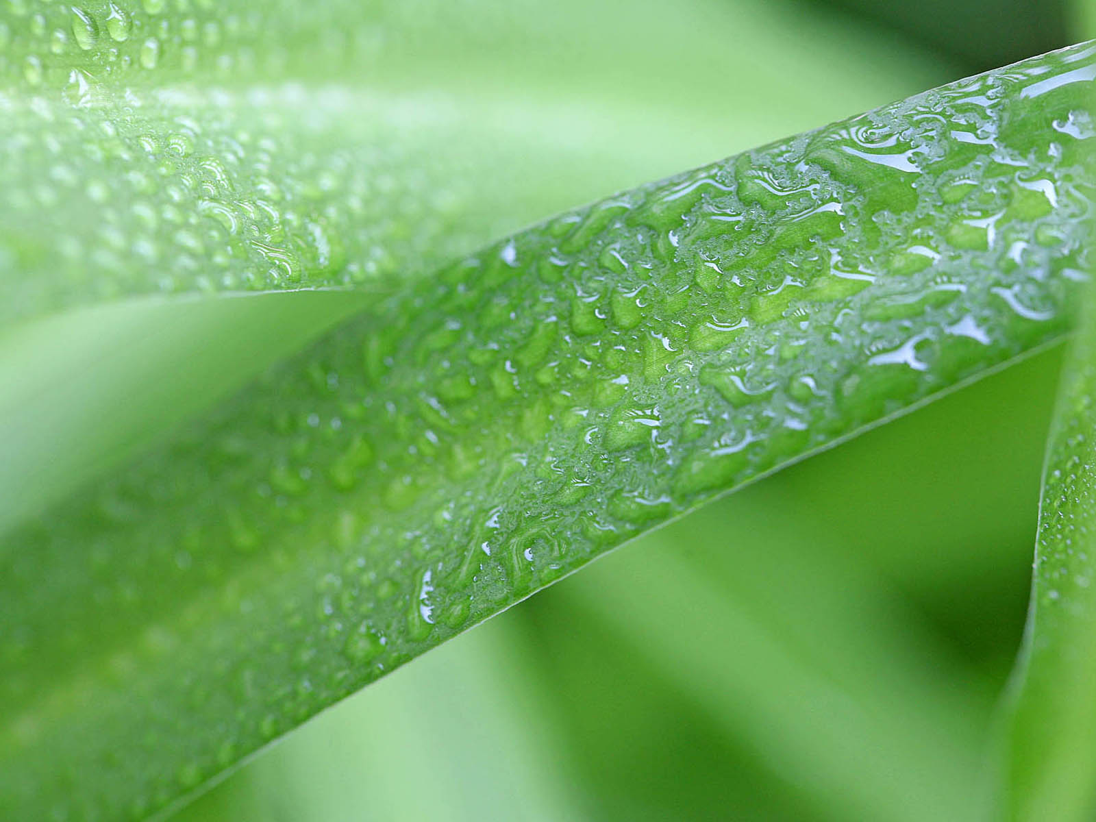壁纸,高清,宽屏,植物,花卉,吊兰壁纸