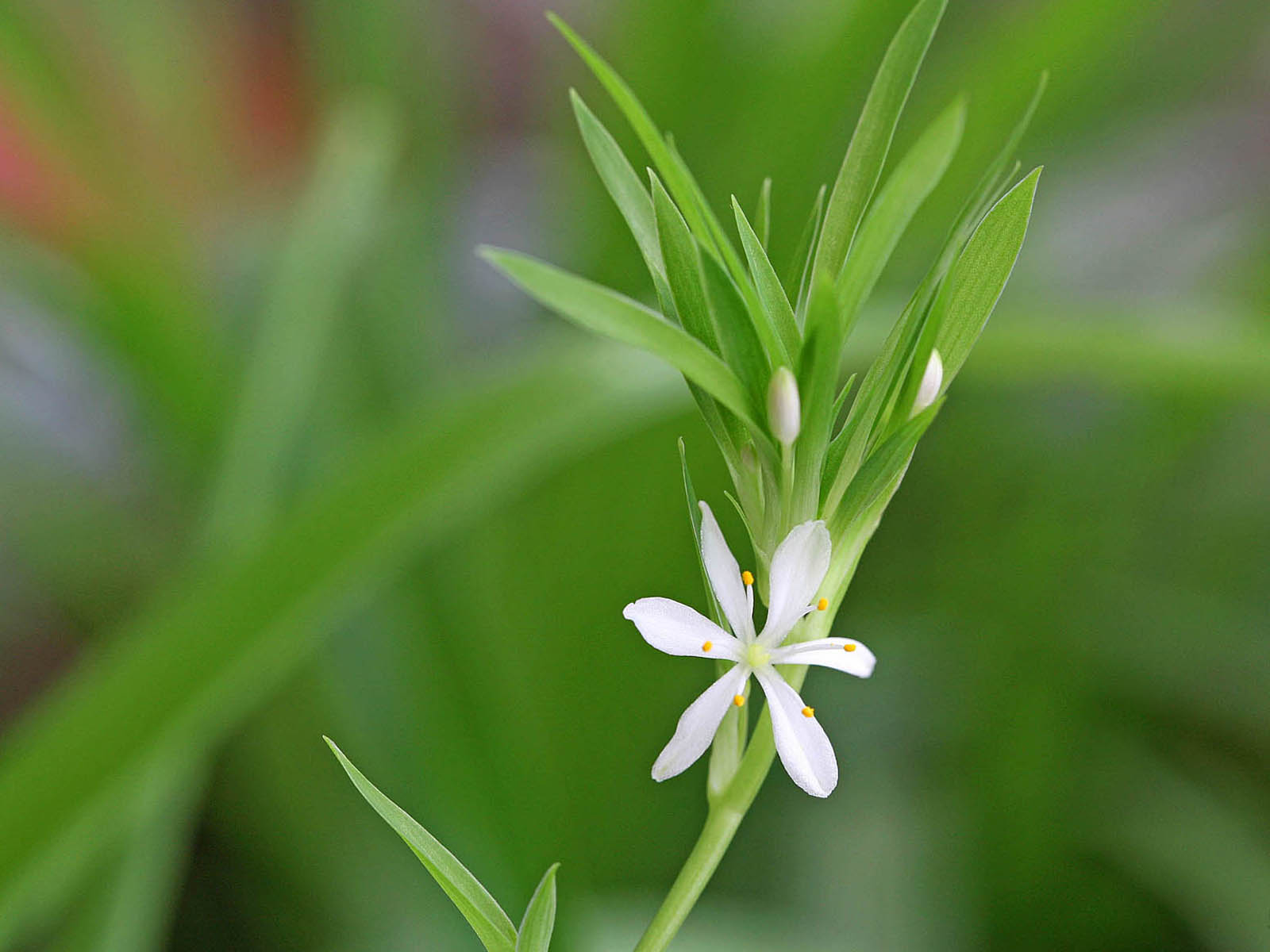 壁纸,高清,宽屏,植物,花卉,吊兰壁纸