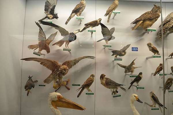 国家动物博物馆