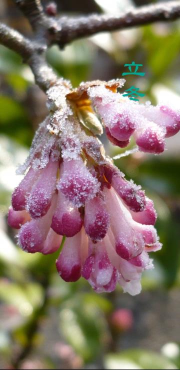 立冬时节霜花多