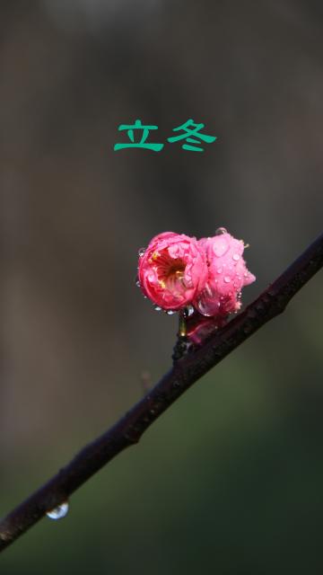 立冬时节,腊梅盛开