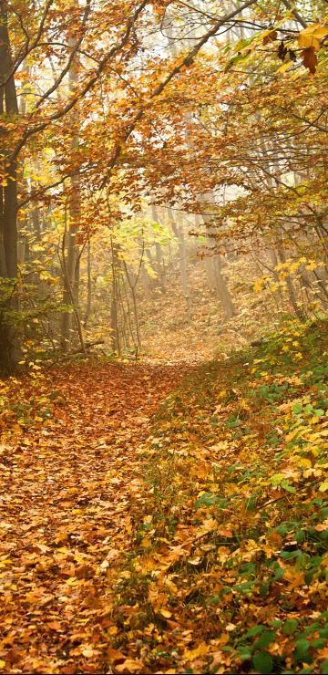 秋天的枫叶像火焰