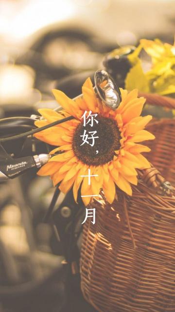十一月你好/向日葵的祝福