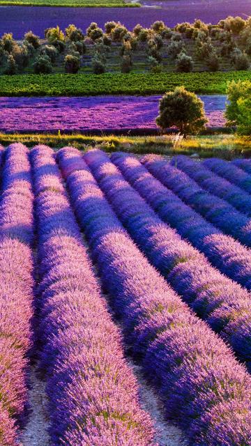 浪漫的普罗旺斯