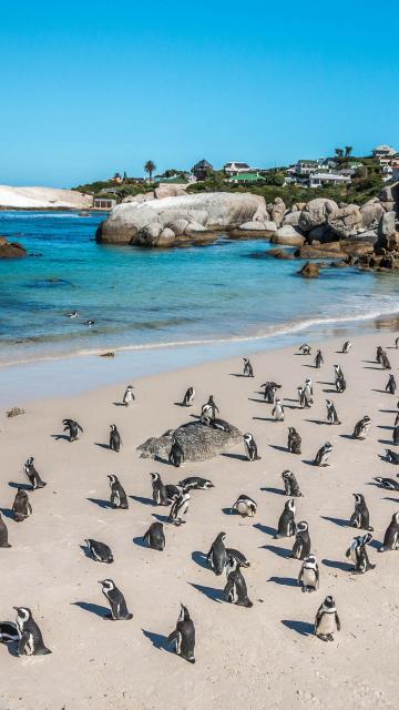 南非——企鹅滩