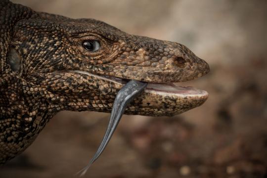 一个调皮的笑容