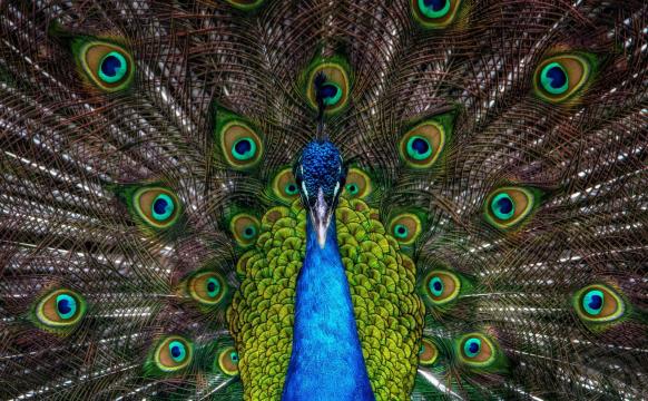 一只孔雀羽毛的展示