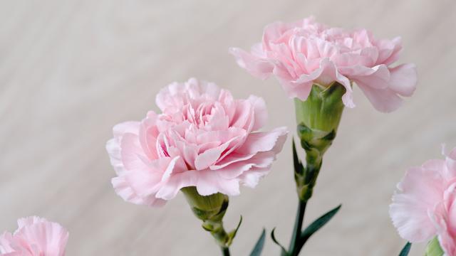 教师节为什么送康乃馨