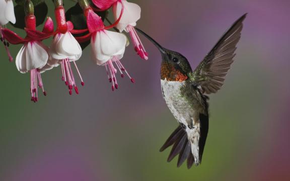 漂亮的鹦鹉和麻雀在飞翔
